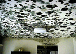 ceiling mold